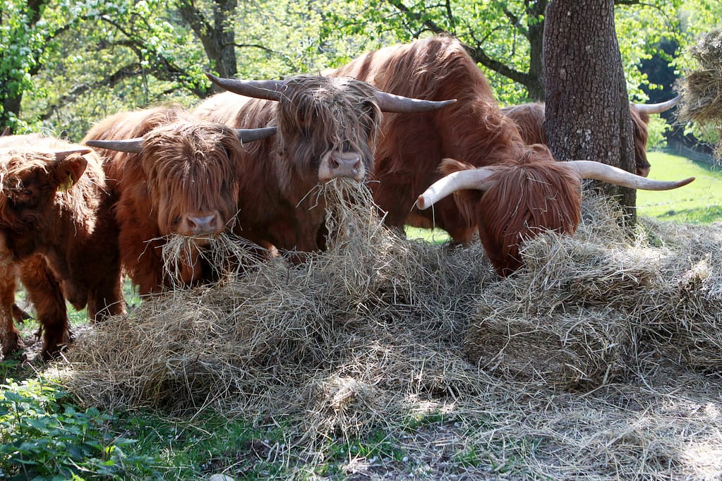 Tiere am Hof